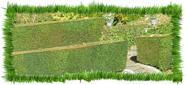 hedge cutting