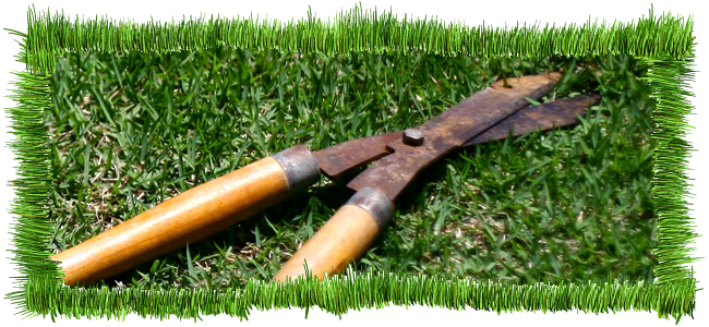shrub cutting