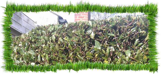 shrub maintenance