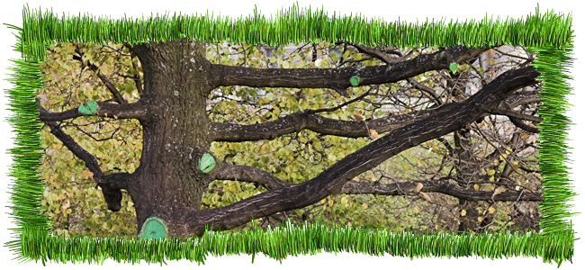 Tree Pruning
