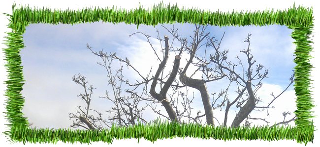 Tree Pruning
