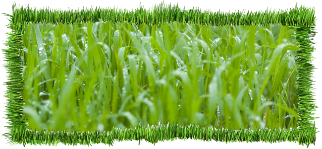 lawn scarification